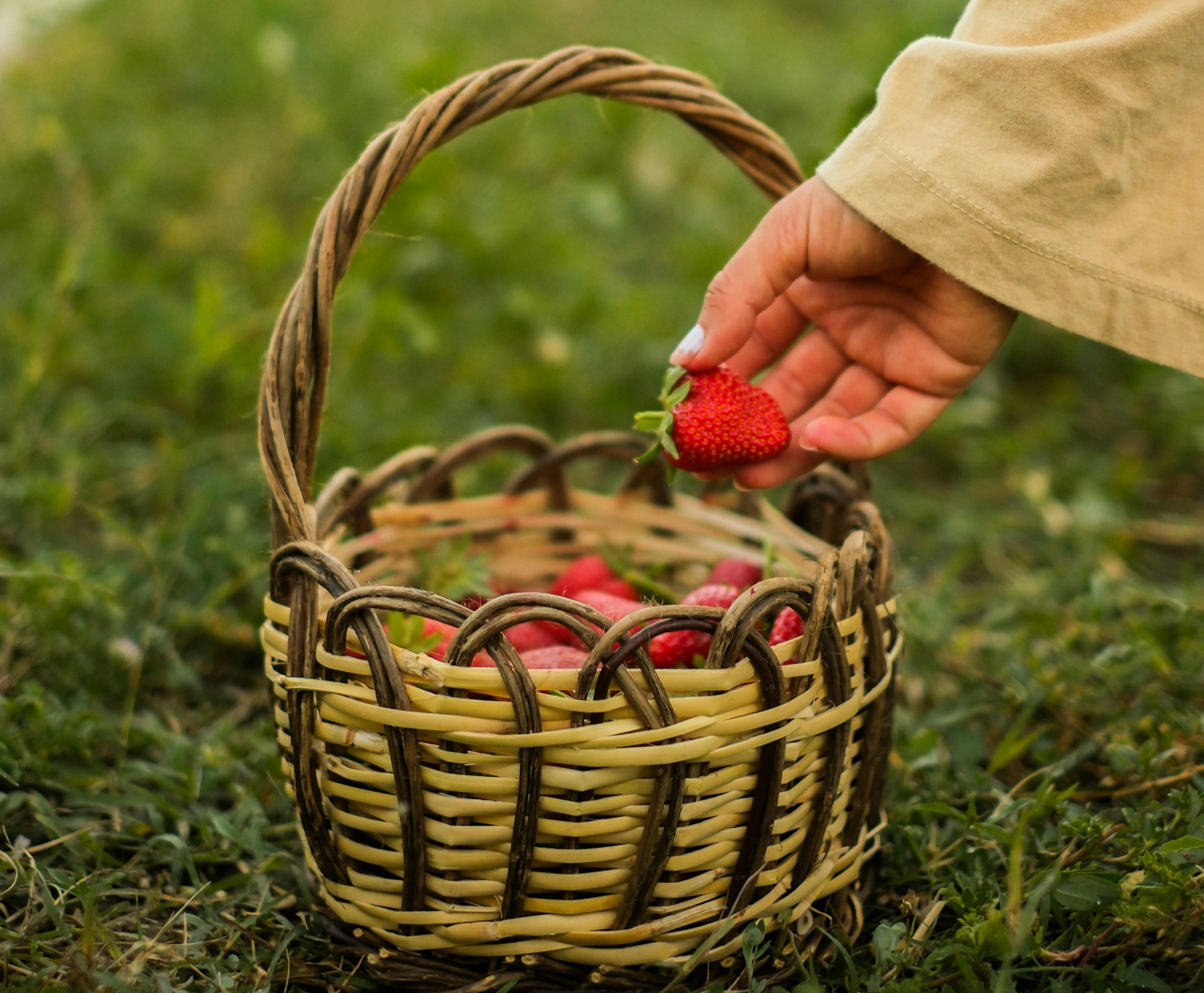 girl picking strawberries from basket